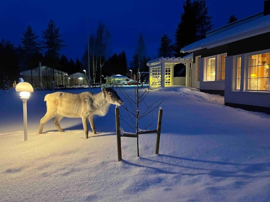 Kielo In Center Near All The Main Spots Rovaniemi Exterior foto